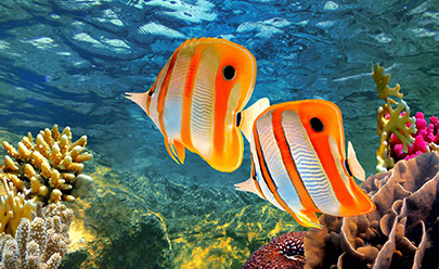 Круиз на Большой Барьерный риф Quicksilver, включая персональные трансферы и обед в Австралии
