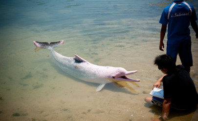 Плавание с розовыми дельфинами в Сингапуре в Сингапуре