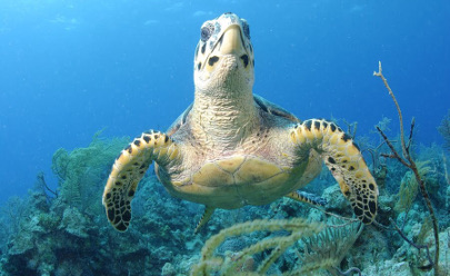 Экскурсия морская "Черепаховая Лагуна" на Багамских островах