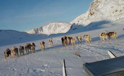 Катание на собачьих упряжках в Гренландии