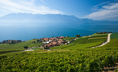 Виноградники Лаво, винорама Лаво, дегустация в Швейцарии