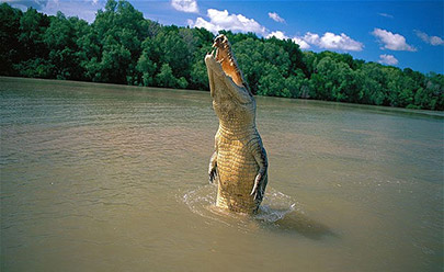Заповедник Деинтрии и Крокодиловая ферма в Австралии